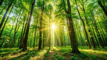 Sun shining through tall trees in lush green forest