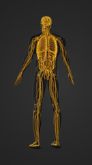 Human Body with Highlighted Organs and Nerves Anatomy