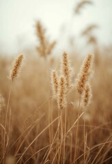 Fototapeta premium Golden Grass in Autumn Field. Nature Background with Soft Sunlight.