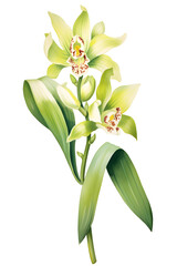 Obraz premium isolated prosthechea bud flower with stem, watercolor clipart for floral design and decorative nature projects