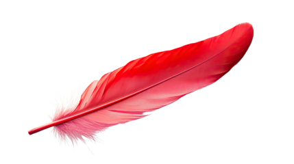 Red feather on transparent background