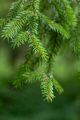 Pine tree. Green background. Christmas tree needle nature