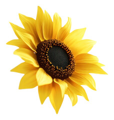 PNG Sunflowers outdoors petals photography.
