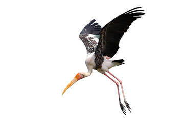 Beautiful flying Painted isolated on transparent background png file