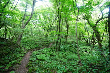 refreshing spring forest with fine path in the sunlight