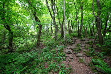 fine spring forest with path