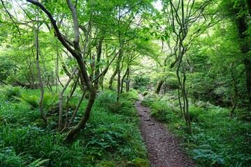 fine spring forest with path