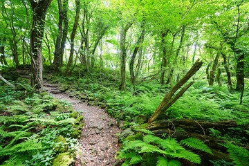 Obraz premium refreshing spring forest with fine path in the sunlight