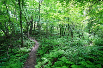 Obraz premium refreshing spring forest with fine path in the sunlight