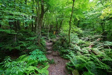 mossy rocks and mossy old trees in deep forest
