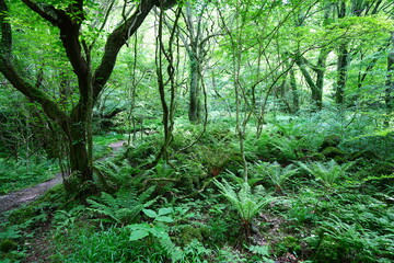 mossy old trees and vines in spring forest

