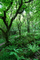 mossy old trees and vines in spring forest

