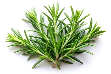 Fototapeta premium Symmetrical fresh rosemary plant on white background