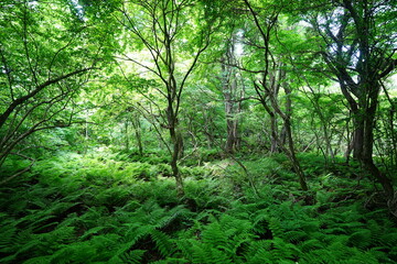 primeval forest with fresh ferns and mossy old trees