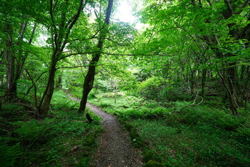 fine spring path in the gleaming sunlight