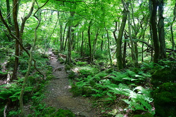 fine spring path in the gleaming sunlight