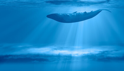 A humpback whale floating on the clouds and the lights filtering above 