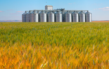 Agricultural Silos for storage and drying of grains, wheat, corn, soy, sunflower - Beautiful landscape of sunset over wheat field at summer © muratart