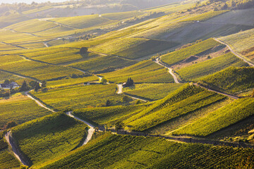 Golden Vineyards at Sunset