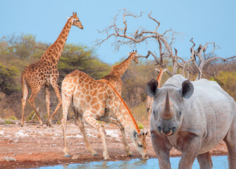 A rhino is drinking water in a small lake - Giraffe family walking in the Etosha park - Etosha...