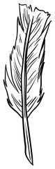 feather handdrawn illustration