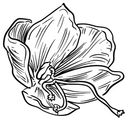 crocus flower handdrawn illustration