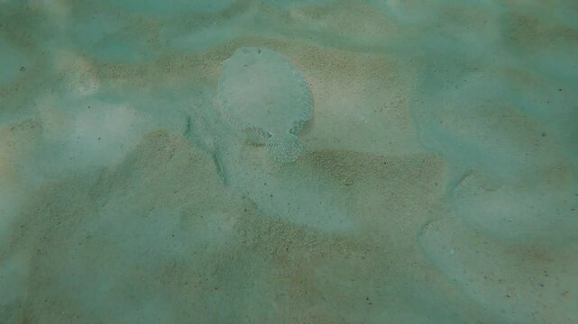 Flatfish escape from diver, flatfish blend into sand for camouflage