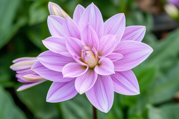 Obraz premium Close-up of a purple dahlia flower in bloom, green background