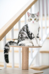 Cute baby cat in the house, Silver Tabby Scottish Fold Cat