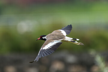 Red-wattled Lapwing in flight with open wings, clear bill view, and green depth of field. Bird in a close-up shot.