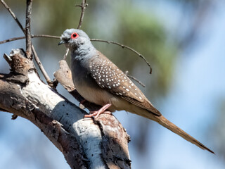 Diamond Dove - Geopelia cuneata in Australia