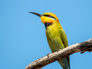 Rainbow Bee-eater - Merops ornatus in Australia