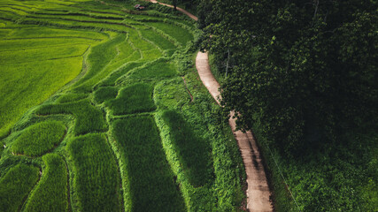 Aerial view of road,Road into a rural village by the rice fields