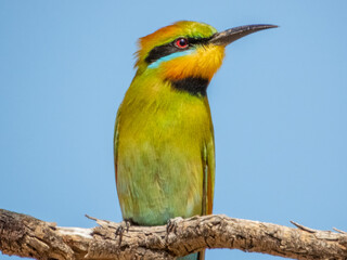 Rainbow Bee-eater - Merops ornatus in Australia