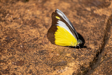 In a calm and peaceful garden, a beautiful butterfly with colorful wings rests gently, capturing the serene essence of nature amidst a vibrant tropical environment.
