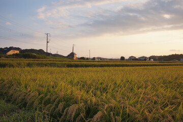 家路の田園