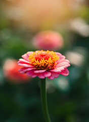 Obraz premium Close up of pink and yellow zinnia flower blooming in garden.