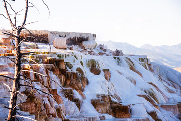 Mammoth Hot Springs’ terraces in Yellowstone, with a dried tree