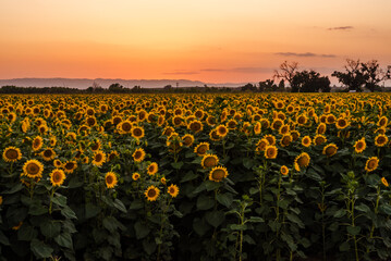 Obraz premium Sunflower field at sunset in Woodland, California.