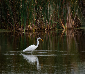Great white egret eating fish in a marshy pond on summer day.