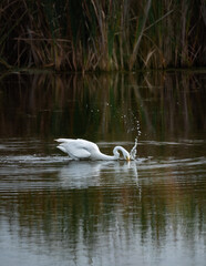 Great white egret fishing in a marshy pond on a summer day.