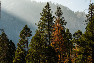 Sunlight filtering through trees with a mountain backdrop in Yosemite.
