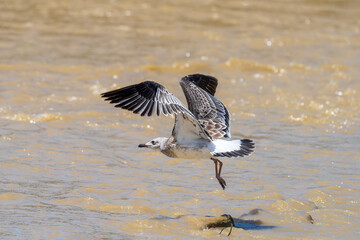 Pallas's Gull in flight. Pallas's gull (Ichthyaetus ichthyaetus ), also known as the great black-headed gull, is a large bird species.