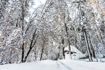 Snow-covered forest road surrounded by winter trees under a clear sky.