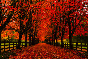 Tree-lined path with red autumn leaves carpeting the ground.