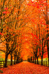 Fototapeta premium Autumn trees with vibrant leaves line a countryside path.