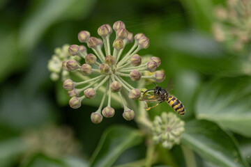 Wasp feeding from a Ivy Flower in Autum