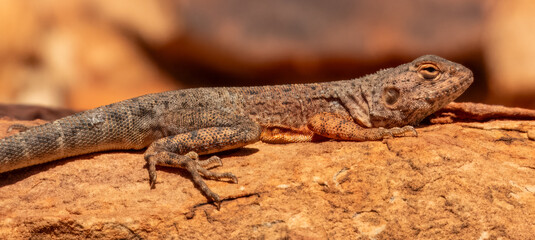 Slater's Ring-tailed Dragon (Ctenophorus slateri) in Northern Territory