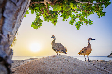 Two cute ducks on a tropical shore at sunset