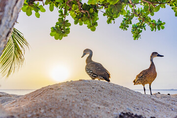 Ducks on a white sand beach at sunset